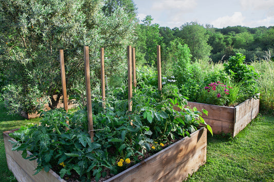 Augmenter la production de son carré potager grâce aux pollinisateurs
