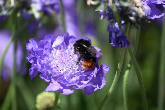 Quand on dit biodiversité, on parle d’une certaine biodiversité qui nous permettrait d’assurer la pérennité de notre espèce