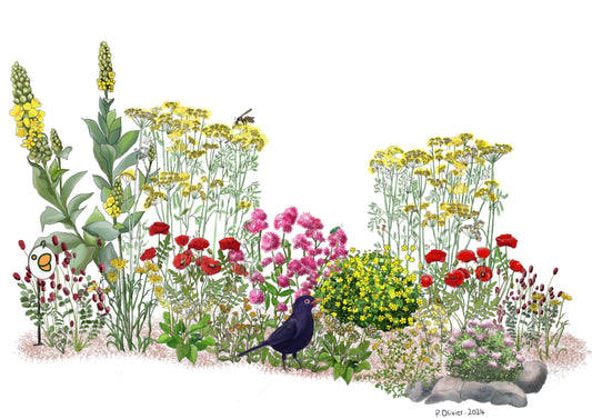 Liorah paysage jardin