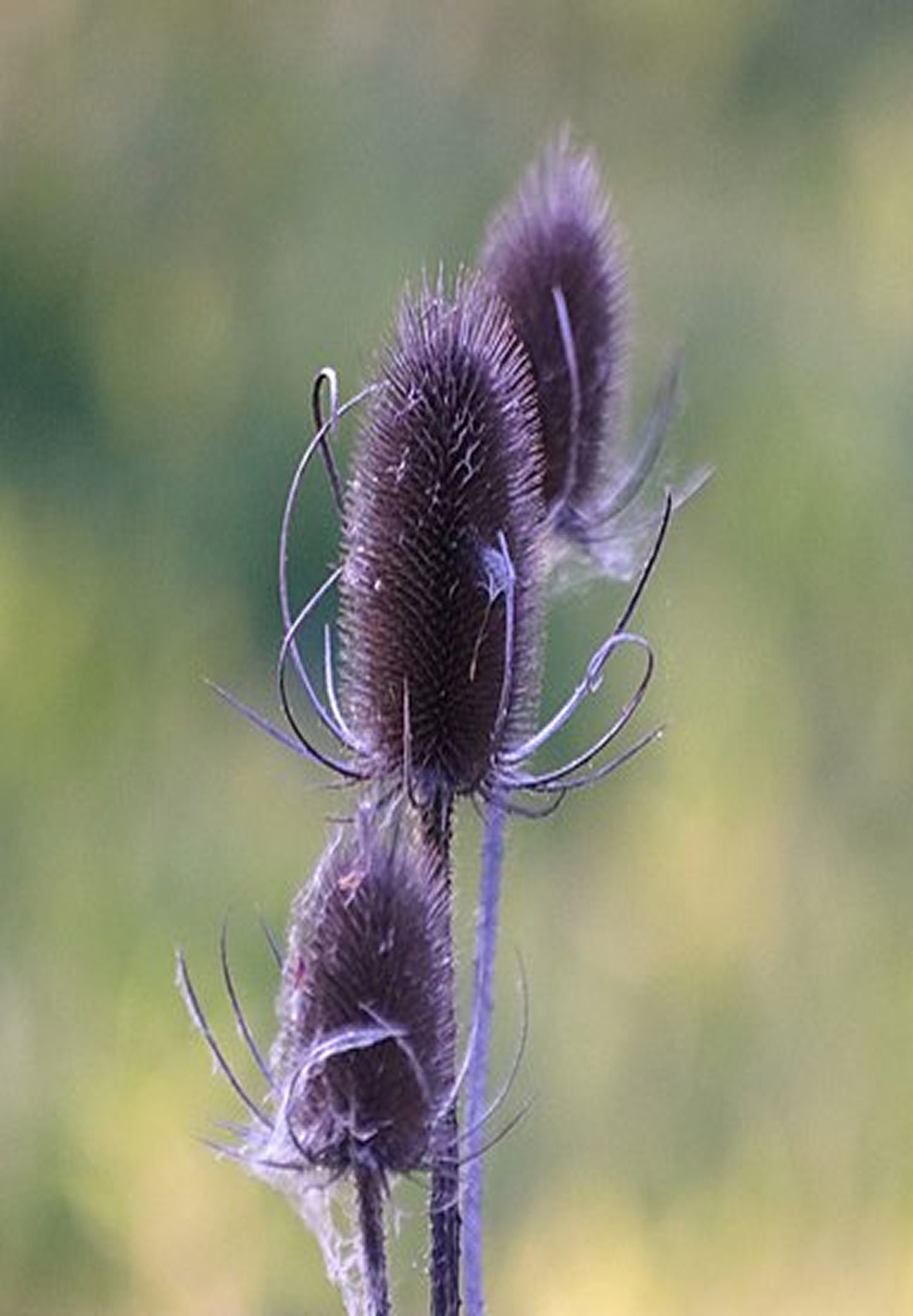 Flavia paysage jardin
