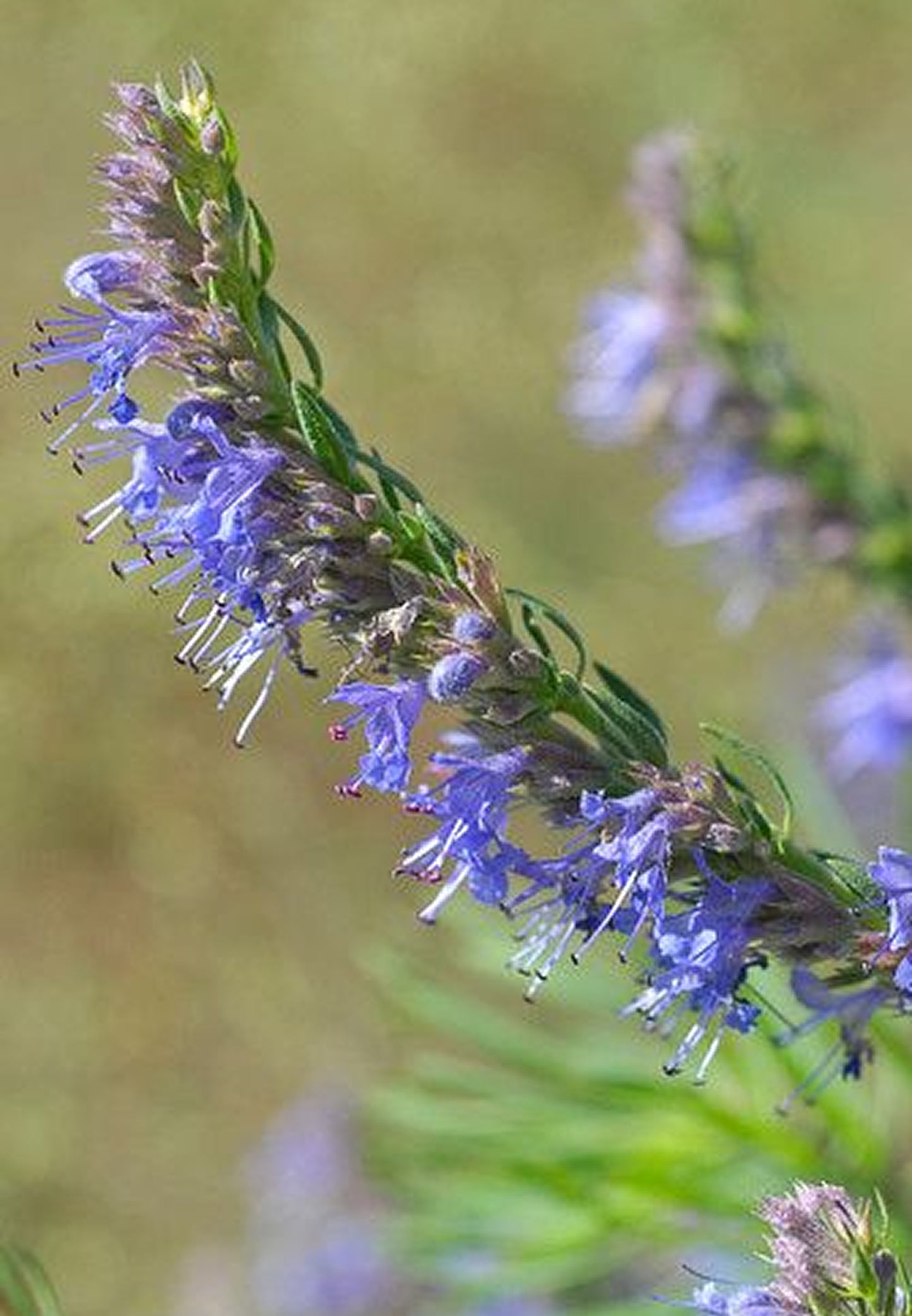 Flavia paysage jardin
