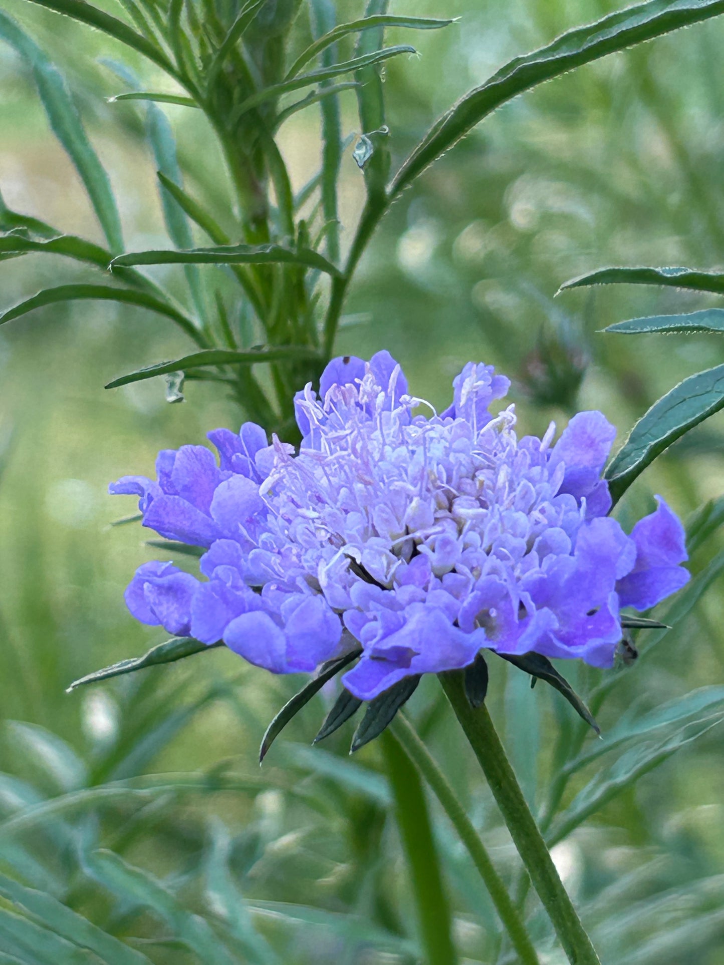 Flavia paysage jardin