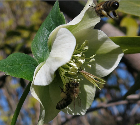 La rose de Noël, Hellébore noir ou Helleborus niger pour les botanistes
