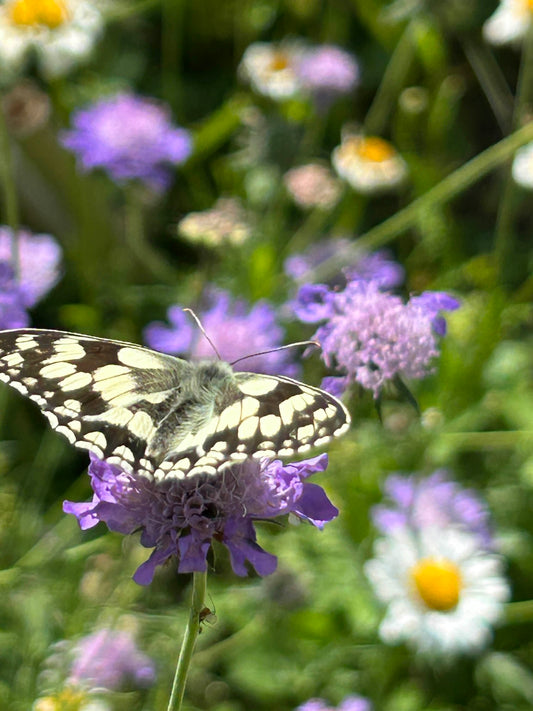 Papillons : grands pollinisateurs nocturnes