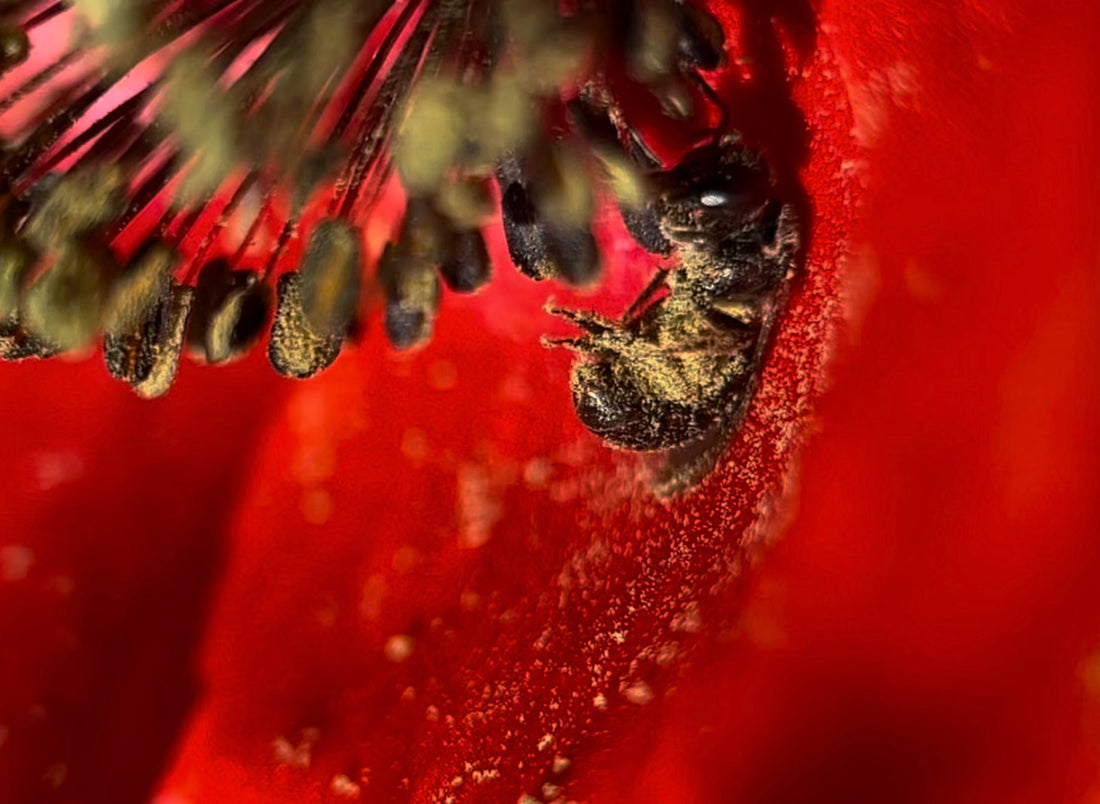 Fleurs mellifères pour un jardin accueillant pour les abeilles et autres pollinisateurs
