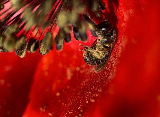 Fleurs mellifères pour un jardin accueillant pour les abeilles et autres pollinisateurs