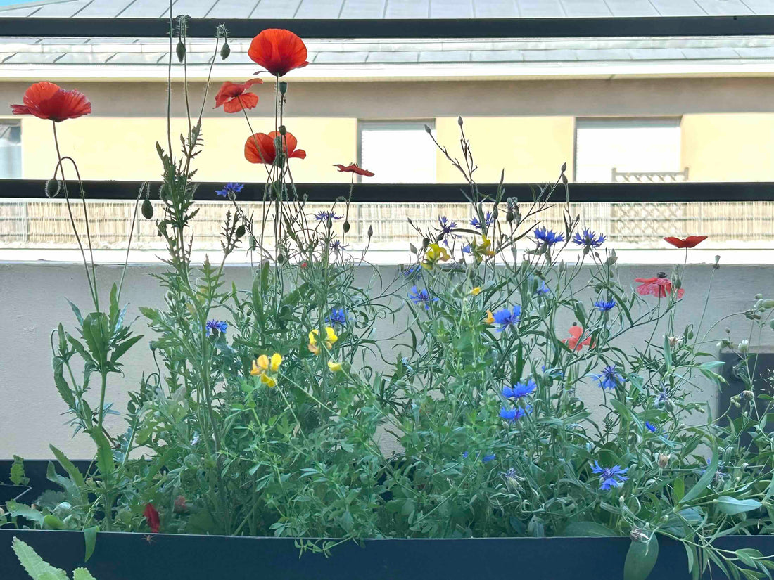 Créer un balcon favorable à la biodiversité