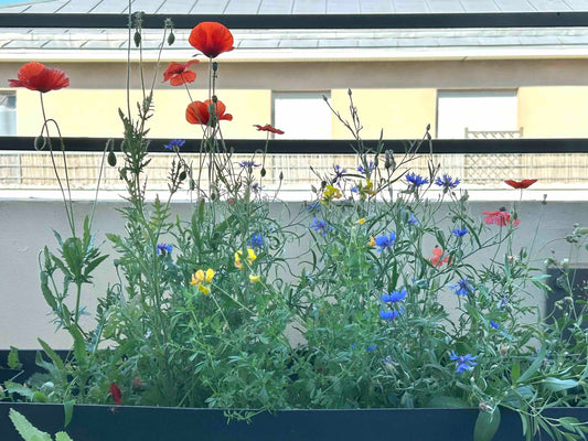 Créer un balcon favorable à la biodiversité