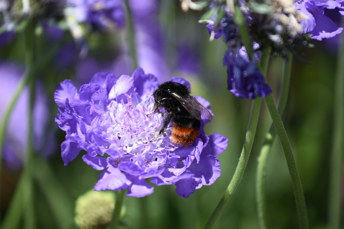 Quand on dit biodiversité, on parle d’une certaine biodiversité qui nous permettrait d’assurer la pérennité de notre espèce