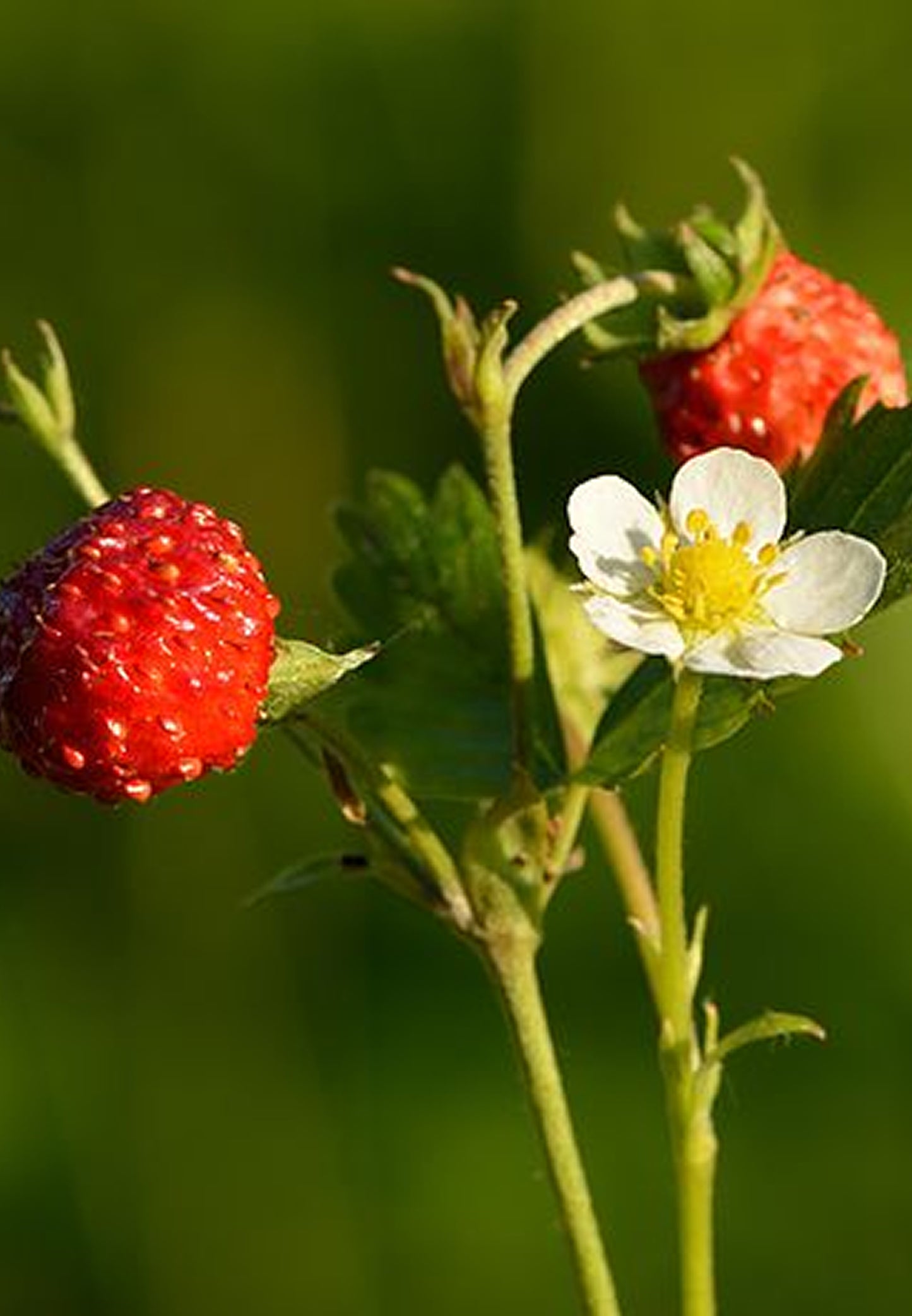 Noa paysage jardin