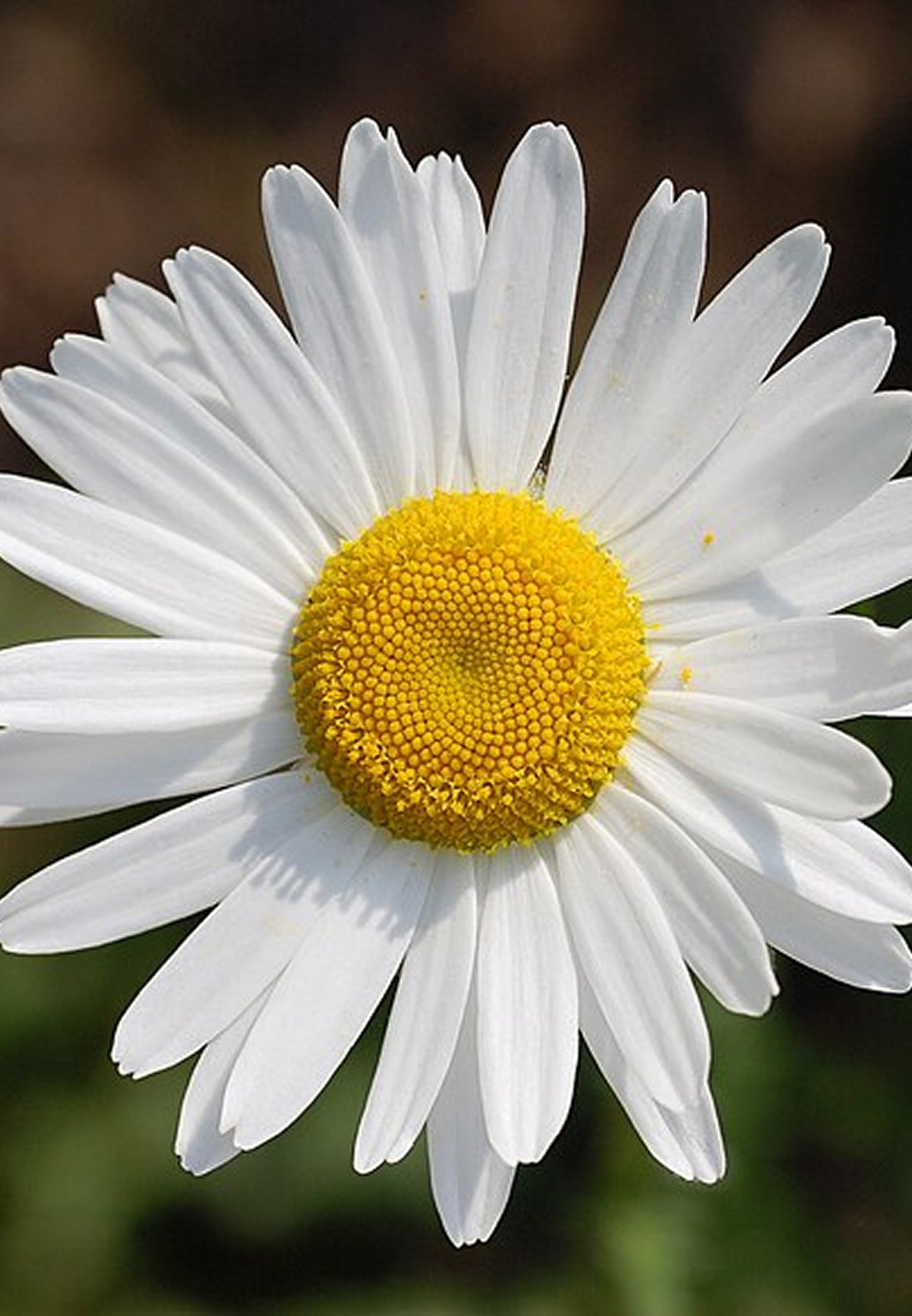 Collection Jardinier - Louise paysage